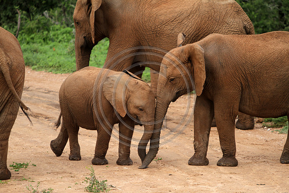 Addo Elephant National Park, South Africa