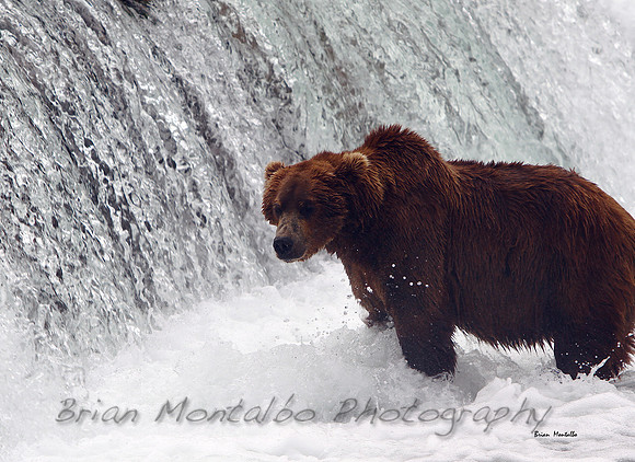 Brown Bear, Brooks Falls, Alaska
