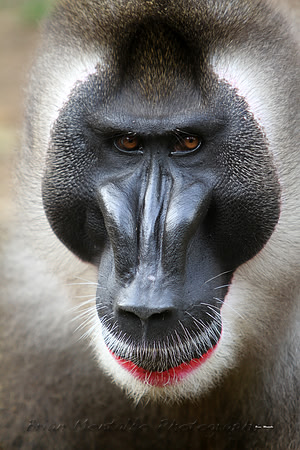 Rare Drill Monkey. Nigeria