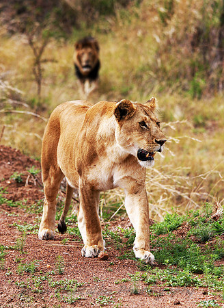 Male pursuing a female.