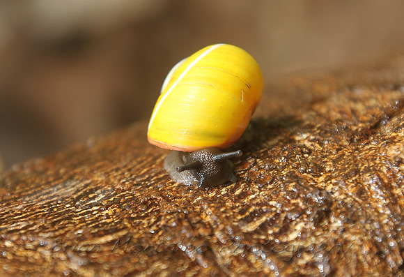 Rare Cuban Snail.