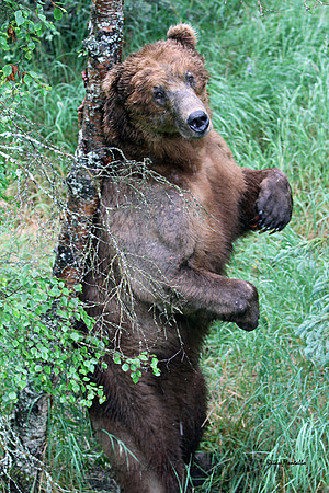 Big male scratching his back