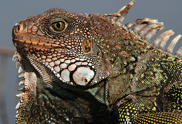 Iguana