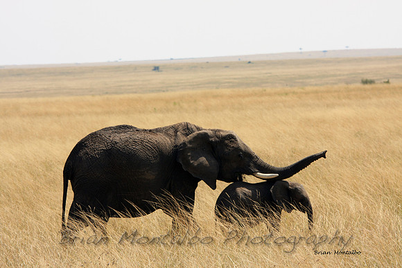 Masai Mara, Kenya