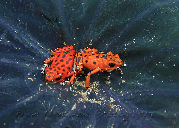 Poison Red Dart Frog