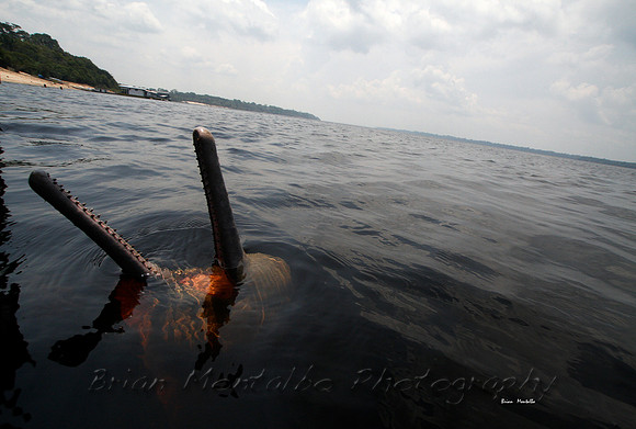 River Dolphin, Rio Negro,  Brazil