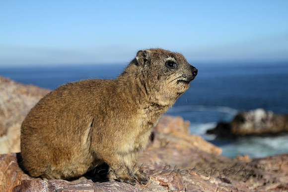 Rock Hyrax