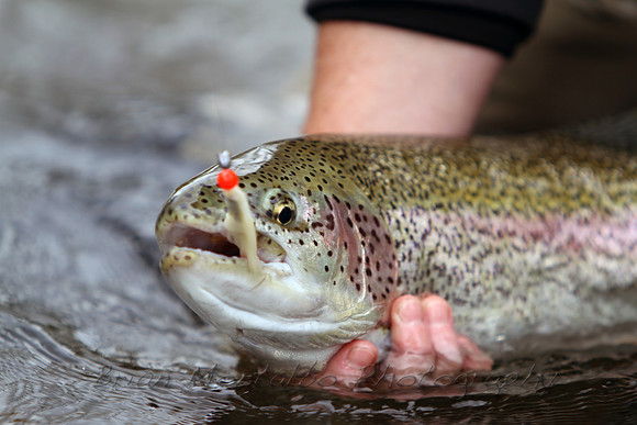 Rainbow Trout