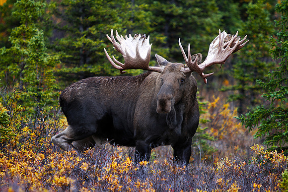 Huge Moose, Denali National Park