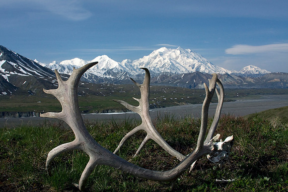 Caribou Antlers,  Denali National Park