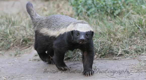 The amazing honey badger
