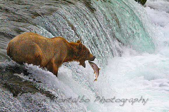 Brown bear catching red salmon at Brooks Falls, Katmai National Park.