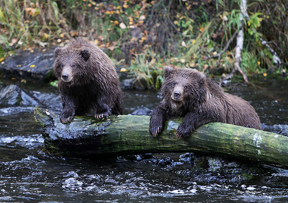 Cubs waiting for mom to catch a salmon