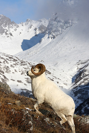 Ram climbing in the Chugach Mountains