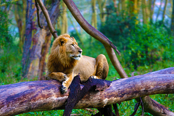 Regal Lion Lake Nakuru National Park, Kenya