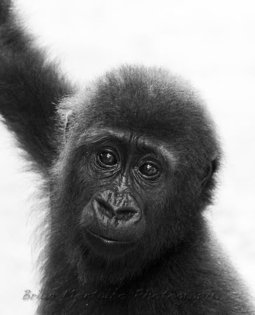 Orphaned baby Nigerian Gorilla. Possibly the rarest gorilla in the world.