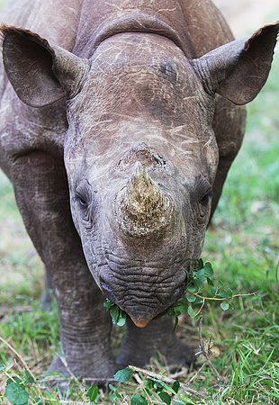 Baby Black Rhino