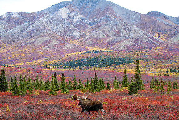 Moose walking through beautiful fall colors in Denali National Park