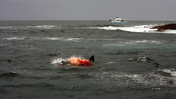 Great white shark eating a seal, South Africa