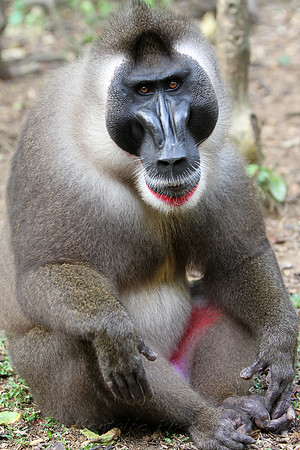 Rarest Primate in Africa, Drill Monkey, Nigeria