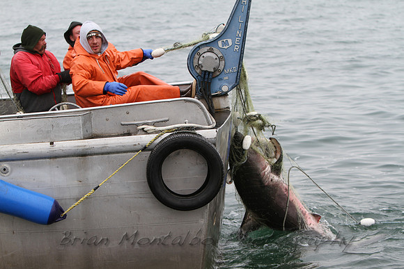 Hauling in a 6 foot salmon shark in fishing net.