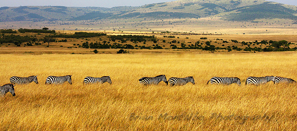 Zebras march in line. This was part of the biggest migration of land animals in the world.