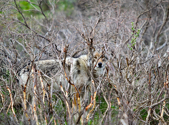 Wolf Alaska, Denali National Park