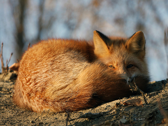 Sleepy Fox, Alaska