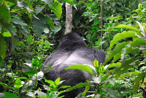 Silverback disappearing into Jungle, Uganda