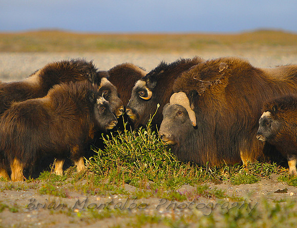 Musk Ox Arctic Slope,Alaska