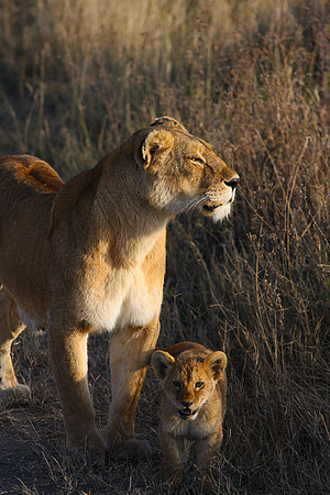 Mother and young Serengeti National Park