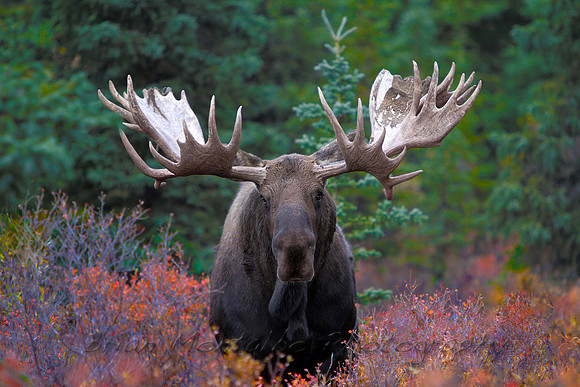 Huge Bull Moose, Denali National Park