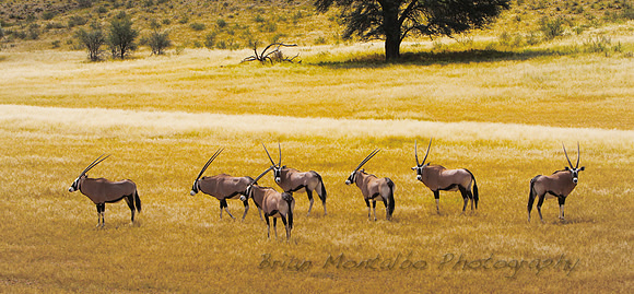 Beautiful Oryx, in Kalahari Desert