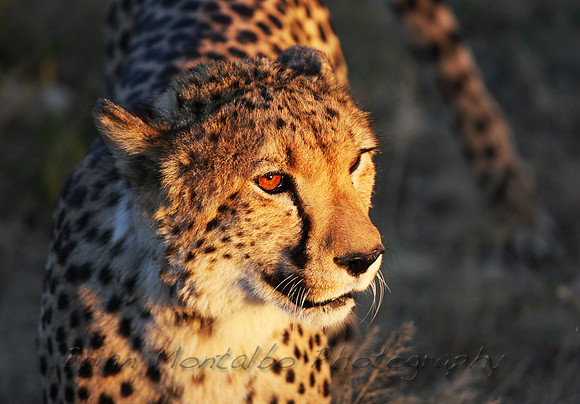 Namibian Cheetah at sunset