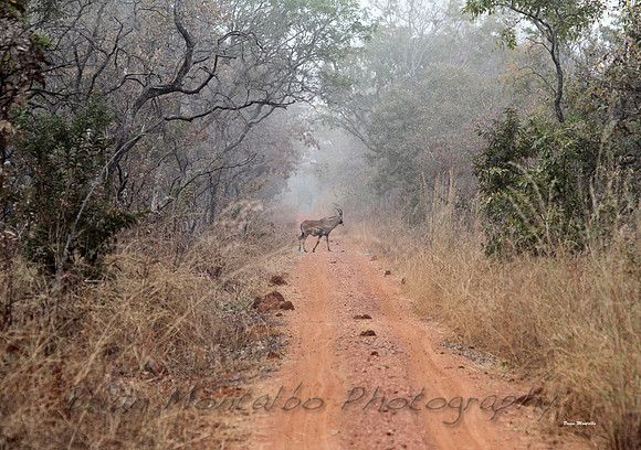 Mole National Park