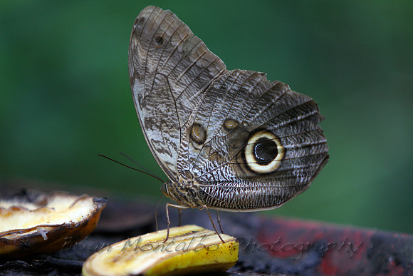 Blue Morpho, Panama